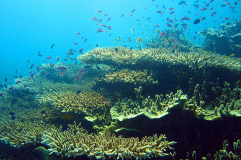 Cebu : baignade à Moalboal avec des sardinesExcursion seule