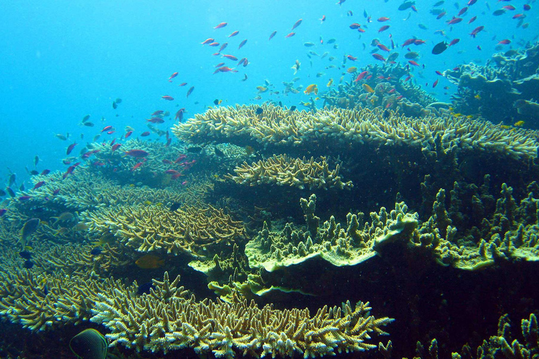 Cebu: Snorklingstur med sardiner och sköldpaddor i MoalboalSnorklingstur med sardiner och sköldpaddor i Moalboal