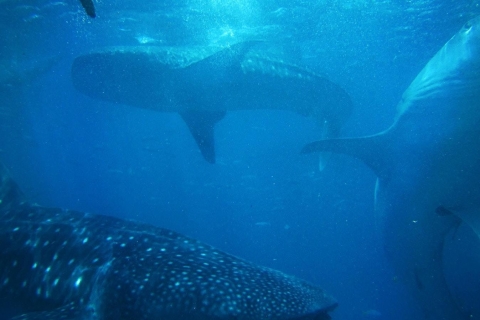 Z Cebu: Wycieczka z rekinami wielorybimi i prywatna wycieczka do wodospadu TumalogWycieczka z rekinami wielorybimi z wodospadem Tumalog i piaskownicą Sumilon