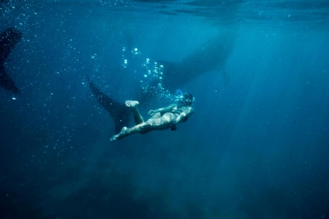 From Cebu: Whale Shark Tour and Tumalog Falls Private Tour Oslob Whale Sharks + Tumalog Falls + Moalboal Island Hopping