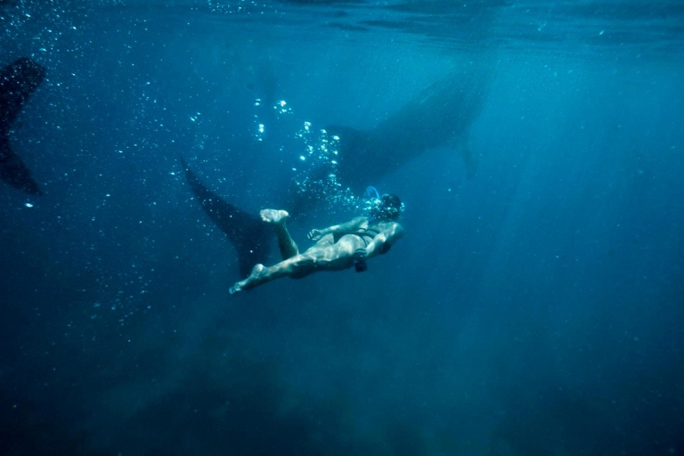 Z Cebu: Wycieczka z rekinami wielorybimi i prywatna wycieczka do wodospadu TumalogWycieczka na rekina wielorybiego + wodospady Tumalog + masaż