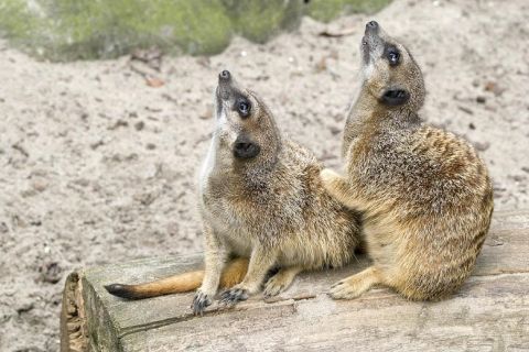 Vanuit Krakau: dierentuintrip met transfer