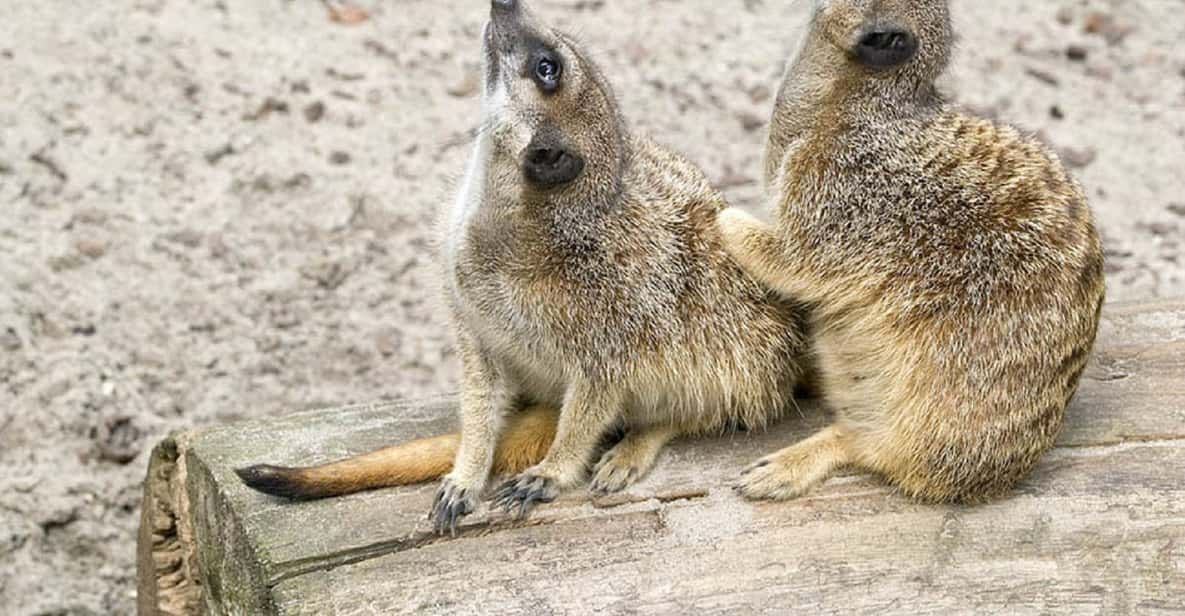 Aktivitäten Zoologischer Garten Krakau GetYourGuide