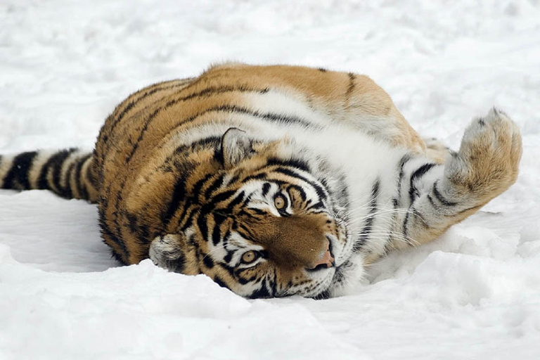 Desde Cracovia: viaje en zoológico con traslado