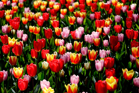Amsterdam: Keukenhof Ticket with Shuttle Bus + Canal Cruise