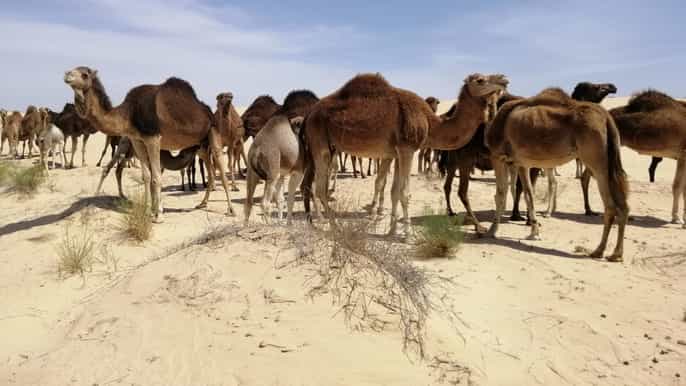 tunis 4day southern tunisia experience