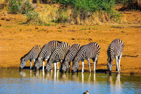 Pilanesberg Safari and Sun City Full Day Tour Private Tour Rate