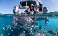 Coral Bay, 2-Hour Coral Viewing and Snorkeling - Housity