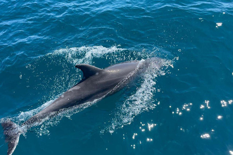 Eco-Dolphin Expedition in La Duquesa: Intimate Sailing and Cava Private Charter with Cava and Intimate Sailing