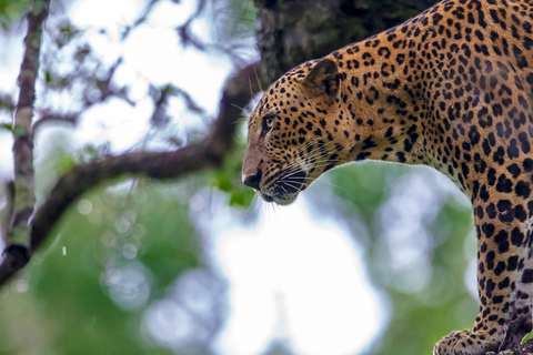 Von Tangalle/Hiriketiya: Shuttle nach Ella mit Yala Safari