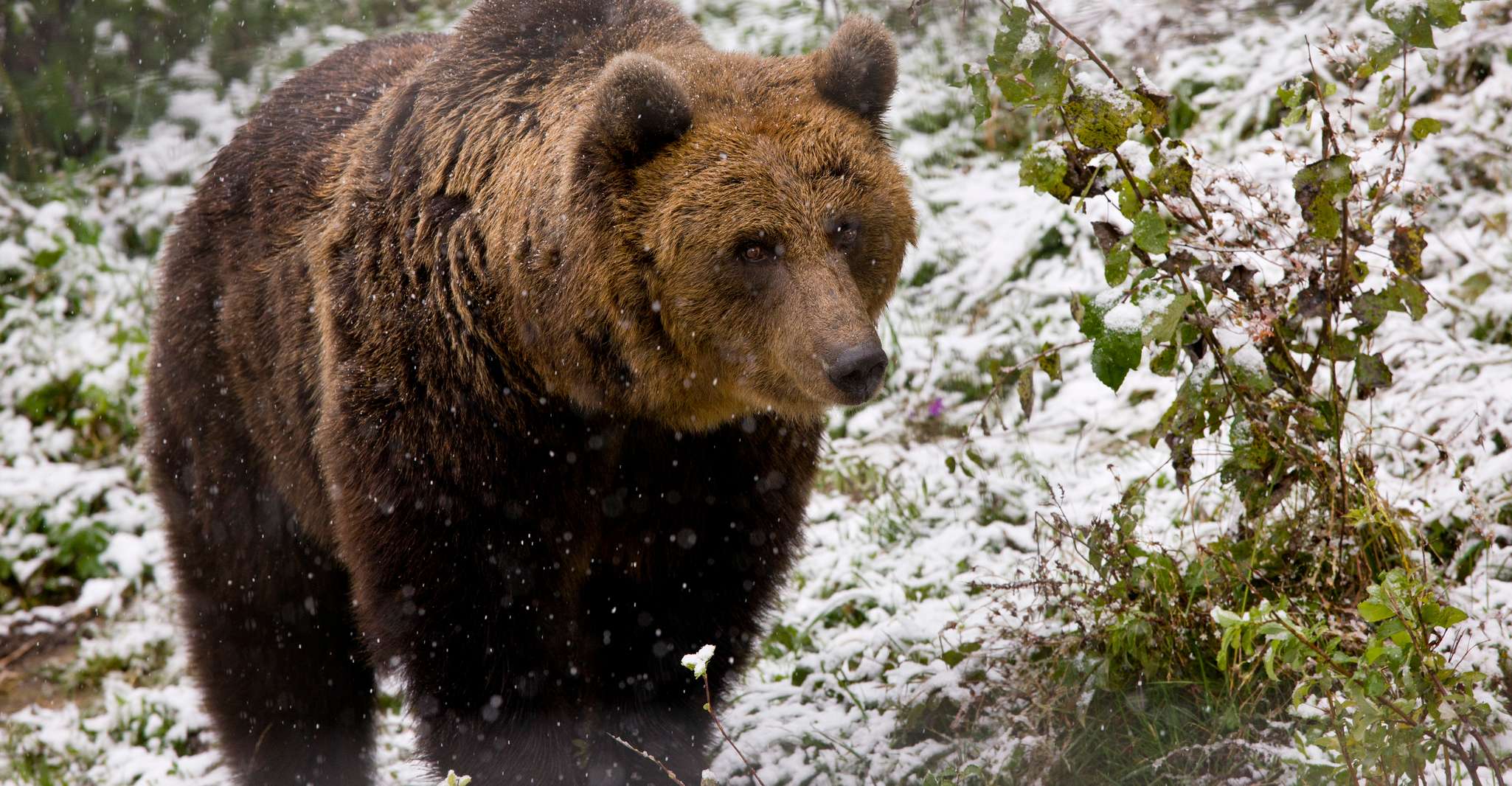 Brasov: Brown Bear & Wildlife Watching photo 2