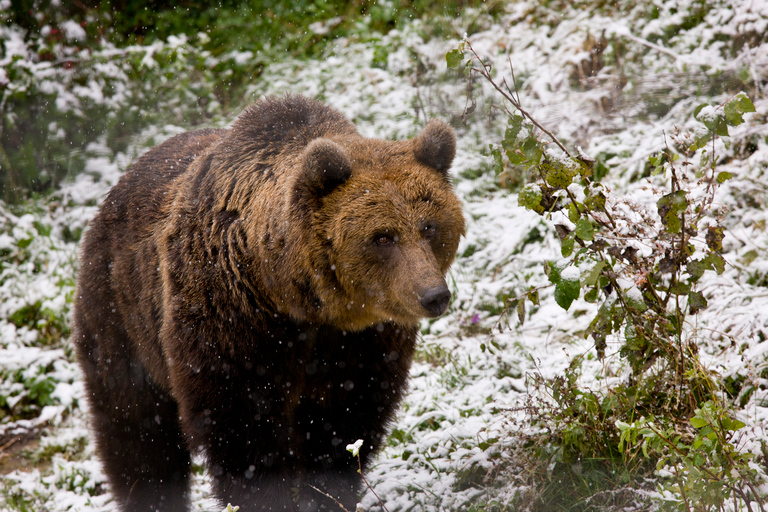 Brasov: Brown Bear & Wildlife Watching