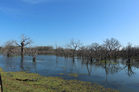 From Arugambay : Yala National Park Safari & Dropoff in Ella