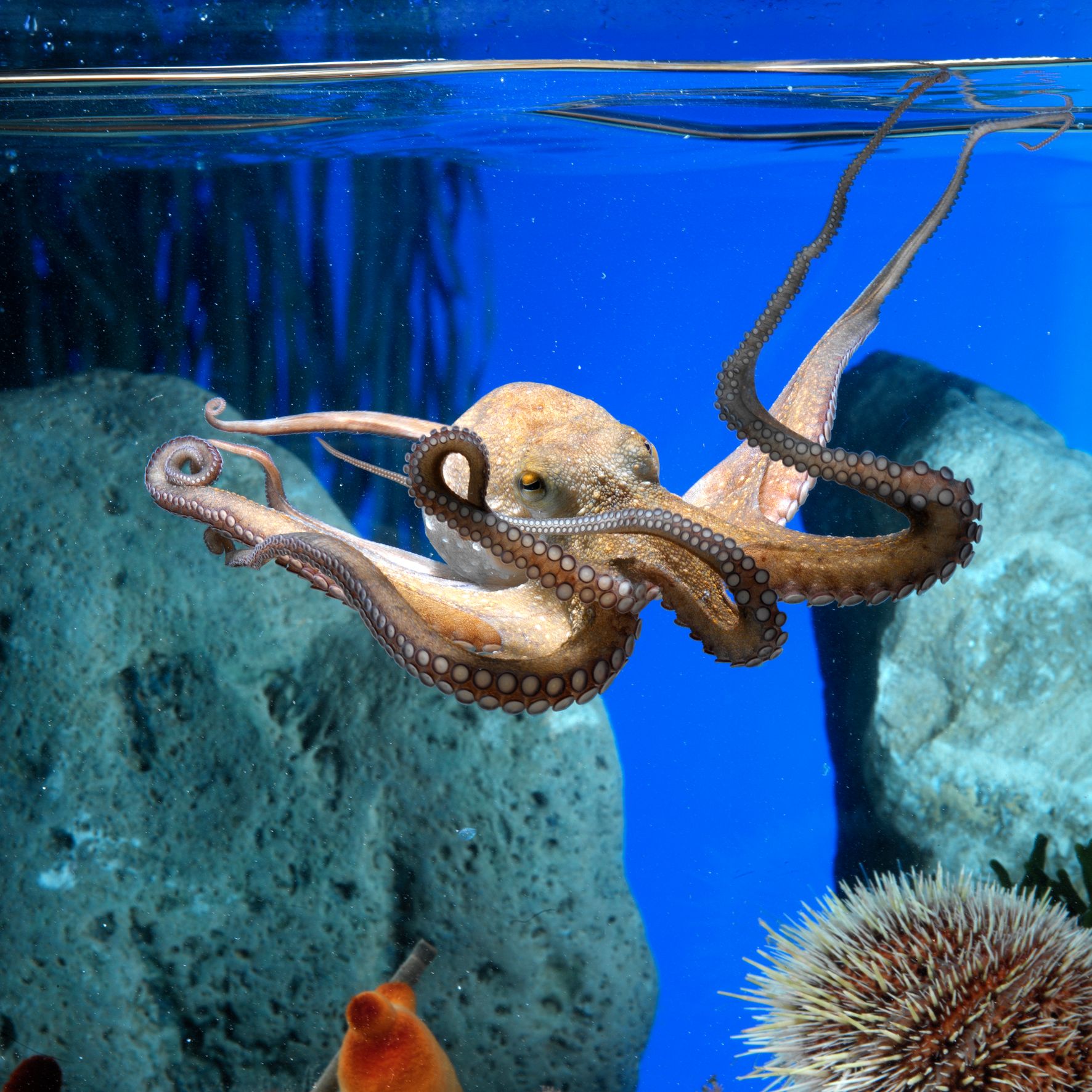 Von der Costa Brava aus: Barcelonatagestour mit Aquariumbesuch
