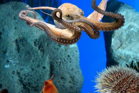 Costa Brava Day Trip with Aquarium Visit