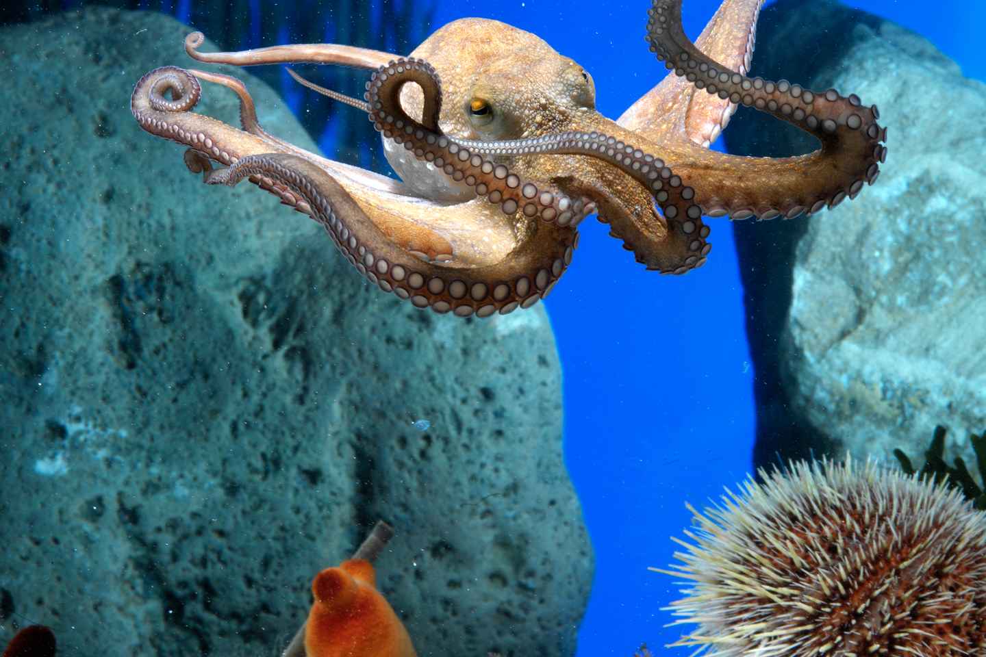 From Costa Brava: Barcelona Day Trip with Aquarium Visit - Pickup from Pineda de Mar