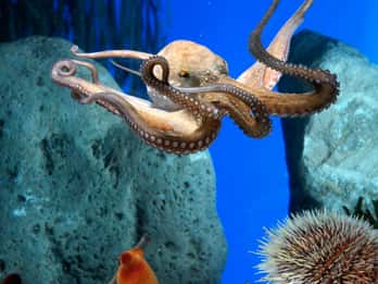From Costa Brava: Barcelona Day Trip with Aquarium Visit