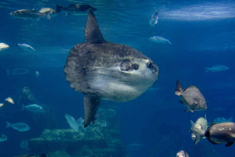 Ab Lloret de Mar: Barcelona-Tagestour mit Aquarium-Besuch