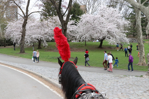 New York City: met de paardenkoets door Central Park