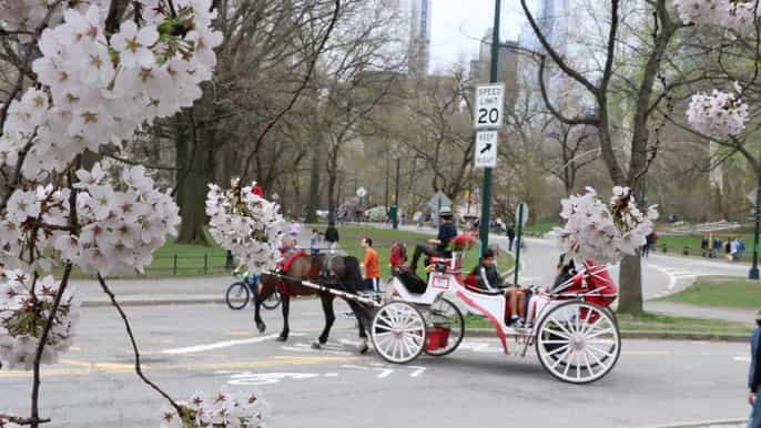 new york city romantic central park carriage ride