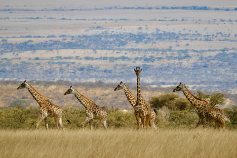 阿鲁沙：3日塔兰吉雷与恩戈罗恩戈罗火山口Safari之旅