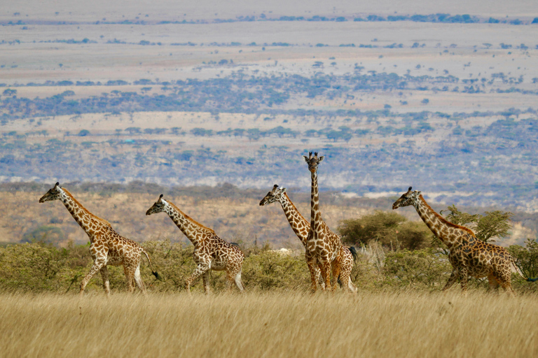 阿鲁沙：3日塔兰吉雷与恩戈罗恩戈罗火山口Safari之旅