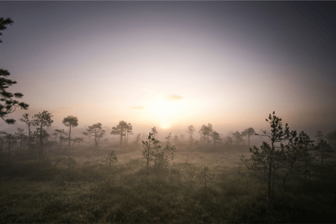 From Tallinn: Lahemaa National Park Sunrise Bog Hike
