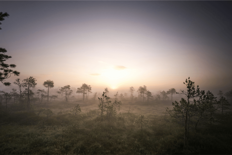 From Tallinn: Lahemaa National Park Sunrise Bog Hike