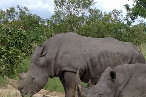 Nelspruit: Full-Day Kruger National Park Safari