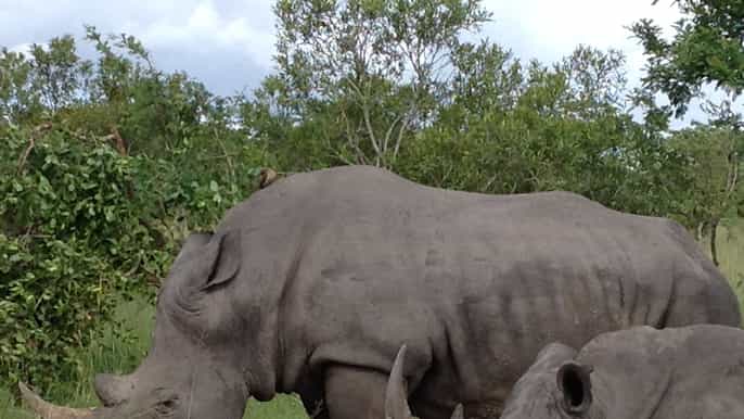 nelspruit fullday kruger national park safari