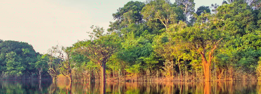 Manaus : Visite d'une demi-journée à pied dans la jungle amazonienne