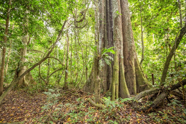 Manaos: tour a pie de medio día por la selva amazónica