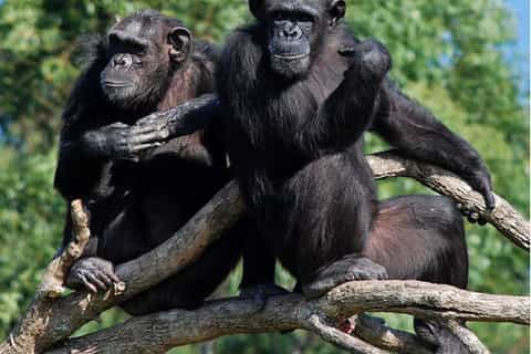 Nelspruit: Chimp Eden and Sudwala Caves Experience