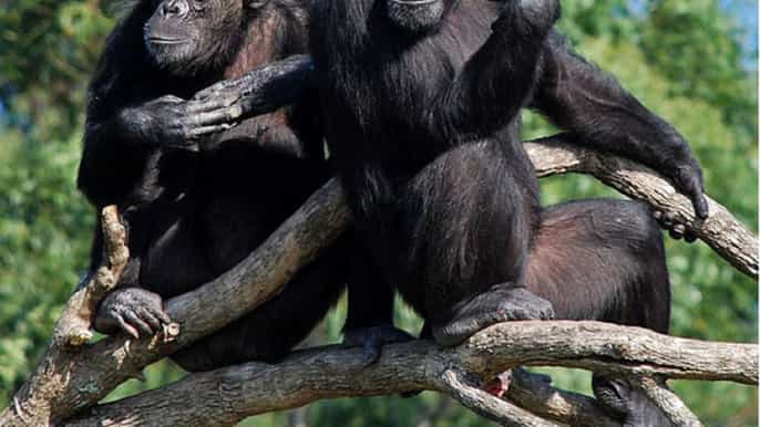 nelspruit chimp eden and sudwala caves experience