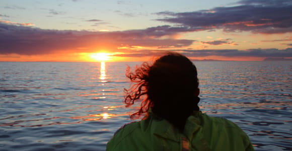 Reykjavík: Whales & Puffins Midnight Sun Tour
