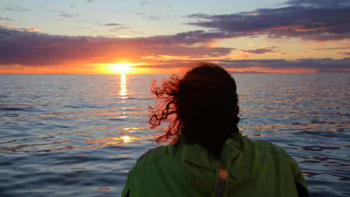 reykjavík midnight sun whale watching cruise