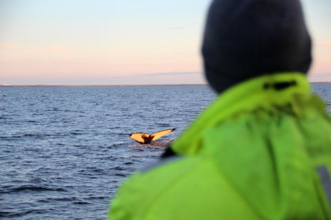 Reykjavík: rejs z obserwacją wielorybów o północy