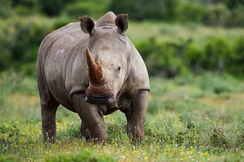 From Nairobi: Full-Day Tour to Ol Pejeta Conservancy
