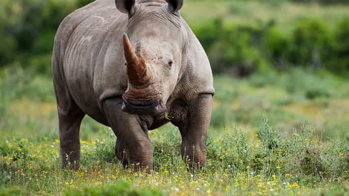 de nairobi excursão de dia inteiro à tutela de ol pejeta