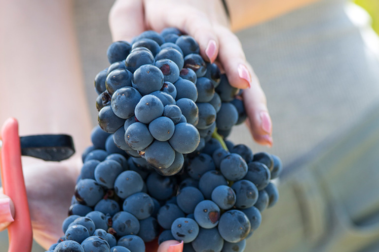 Madrid: Las Moradas de San Martín Winery Tour and Tasting