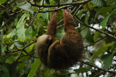 La Fortuna: Guiado Crepuscular Safari de Vida Silvestre