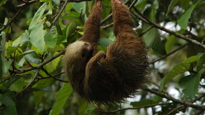 la fortuna guided twilight wildlife safari