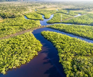 Manaos: Selva amazónica y caminata por el archipiélago de Anavilhanas