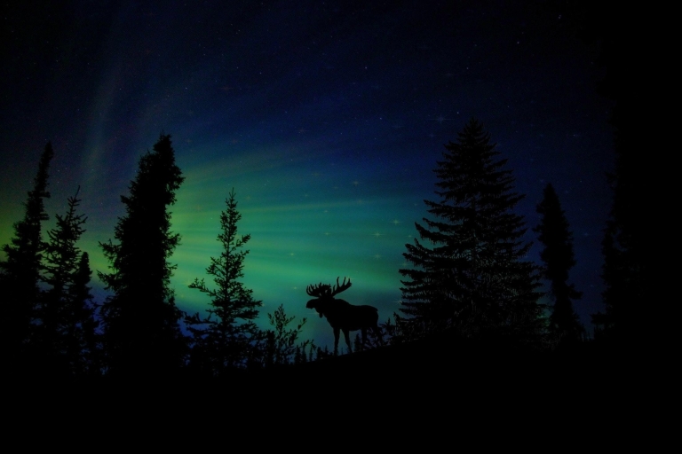Depuis Fairbanks : aurores boréales et cercle arctiqueDe Fairbanks: visite des aurores boréales et du cercle polaire arctique