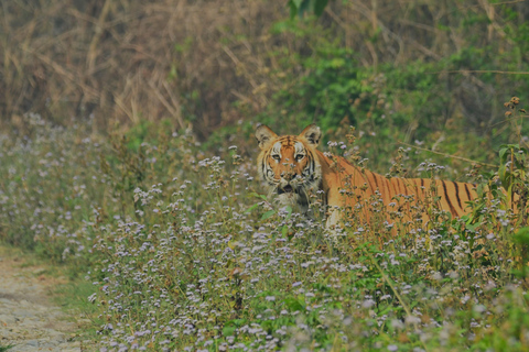 3 Nights 4 Days Chitwan National Park Tours