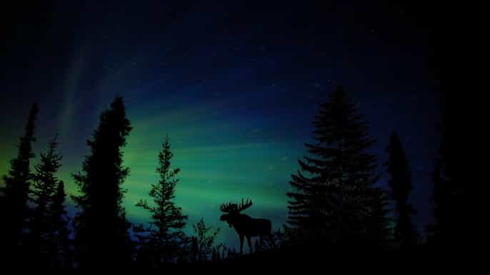northern lights chena hot springs tour