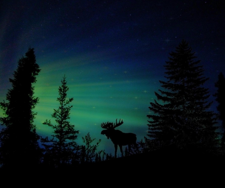 Fairbanks: Northern Lights and Chena Hot Springs Tour
