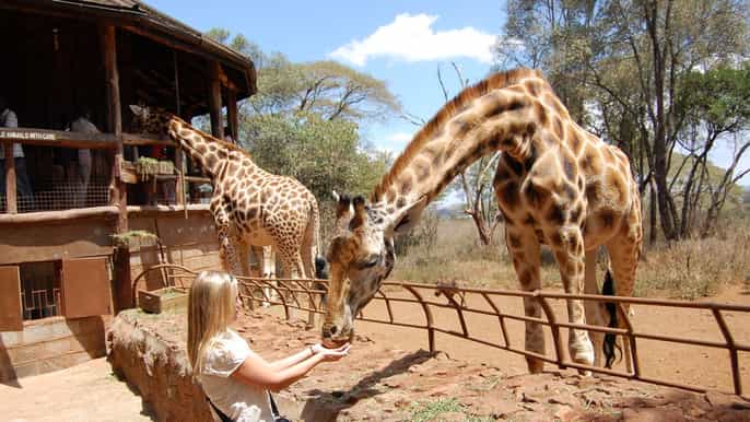 from nairobi giraffe center and mbogani house