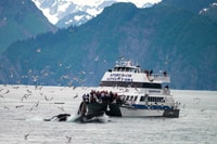 Von Seward, Kenai Fjords National Park Kreuzfahrt mit Mittagessen - Hizvo