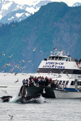 The BEST Seward Tours and Things to Do in 2024 - FREE Cancellation ...